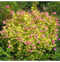 Спірея японська Golden Princess 1,5 л