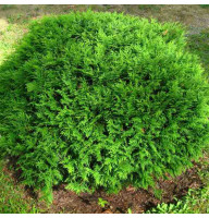 Туя западная Howeja 0,5 л