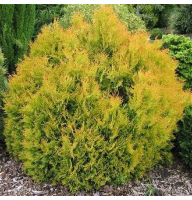 Туя западная Rheingold 1,5 л