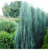 Можжевельник скальный Blue Arrow 1,5 л