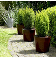 Кипарисовик Ellwoodii Gold 1.7 л