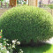 Верба Nana purpurea 1,7 л