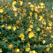 Зверобой Hidcote Gold
