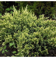 Можжевельник чешуйчатый Holger 1,7 л