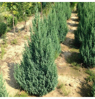 Можжевельник китайский Stricta 1,5 л