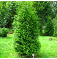 Туя западная Brabant d14
