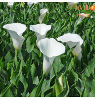 Кала Captain Venture 14/16