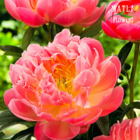 Півонія Pink Hawaiian Coral 2/3 бруньки (кореневище)