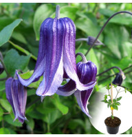 Клематис в горщику Rooguchi