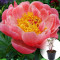Півонія в горщику Pink Hawaiian Coral