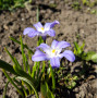 Луковицы Хионодокса Violet Beauty