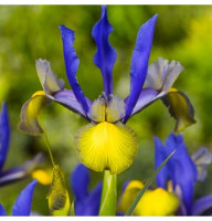 Ірис Hollandica Miss Saigon (Міс Сайгон) 