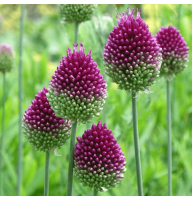 Аллиум Sphaerocephalon