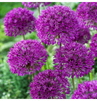 Аллиум Purple Sensation
