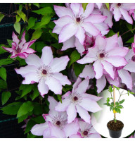 Клематис в горщику Omoshiro