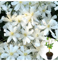 Клематис в горщику Terniflora
