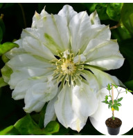 Клематис в горщику Yukiokoshi