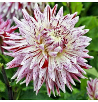 Жоржина Avignon