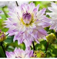 Жоржина Crazy Love