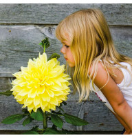 Жоржина Kelvin Floodlight