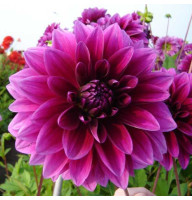 Жоржина Le Baron