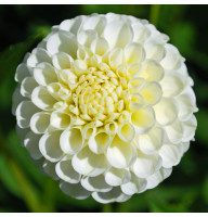 Жоржина Snowflake