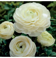 Лютик Ranunculus Aviv White
