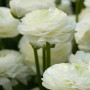 Цибулини Лютик Ranunculus Aviv With