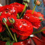 Цибулини Лютик Ranunculus Aviv Red