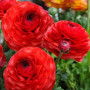 Луковицы Лютик Ranunculus Aviv Red