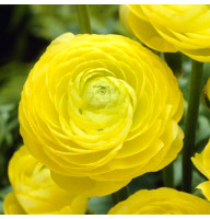 Лютик Ranunculus Aviv Yellow