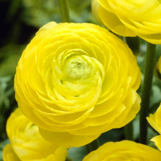 Лютик Ranunculus Aviv Yellow