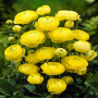 Цибулини Лютик Ranunculus Aviv Yellow