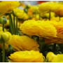 Цибулини Лютик Ranunculus Aviv Yellow