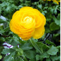 Цибулини Лютик Ranunculus Aviv Yellow