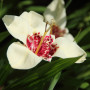 Цибулини Тігрідія Alba Grandiflora