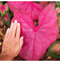 Каладіум Fannie Munson