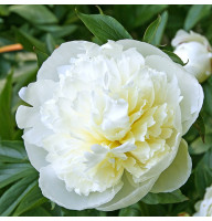 Пион Duchesse de Nemours  (Дюшес де Немур)