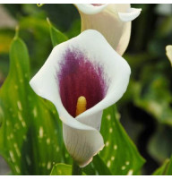 Калла Picasso 20+