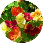 Съедобные цветы (саженцы в горшках) (1)