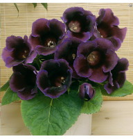 Глоксинія Violacea