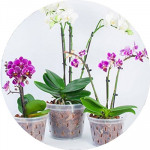 Вазони для орхідей (48)
