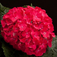 Гортензія широколиста Hot Red 5 л