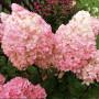 Гортензия Magical Sweet Summer 1,5 л