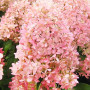 Гортензия Magical Sweet Summer 1,5 л