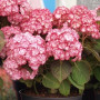 Гортензія в горщику Miss Saori 1,5 л