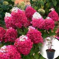 Гортензія в горщику Strawberry Blossom 1 л