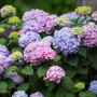 Гортензия в горшке Endless Summer 1,5 л