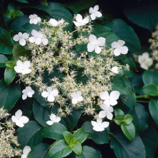 Гортензия черешковая (Hydrangea petiolaris) 1,5 л Гортензия черешковая (Hydrangea petiolaris) 1,5 л