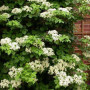 Гортензия черешковая (Hydrangea petiolaris) 1,5 л